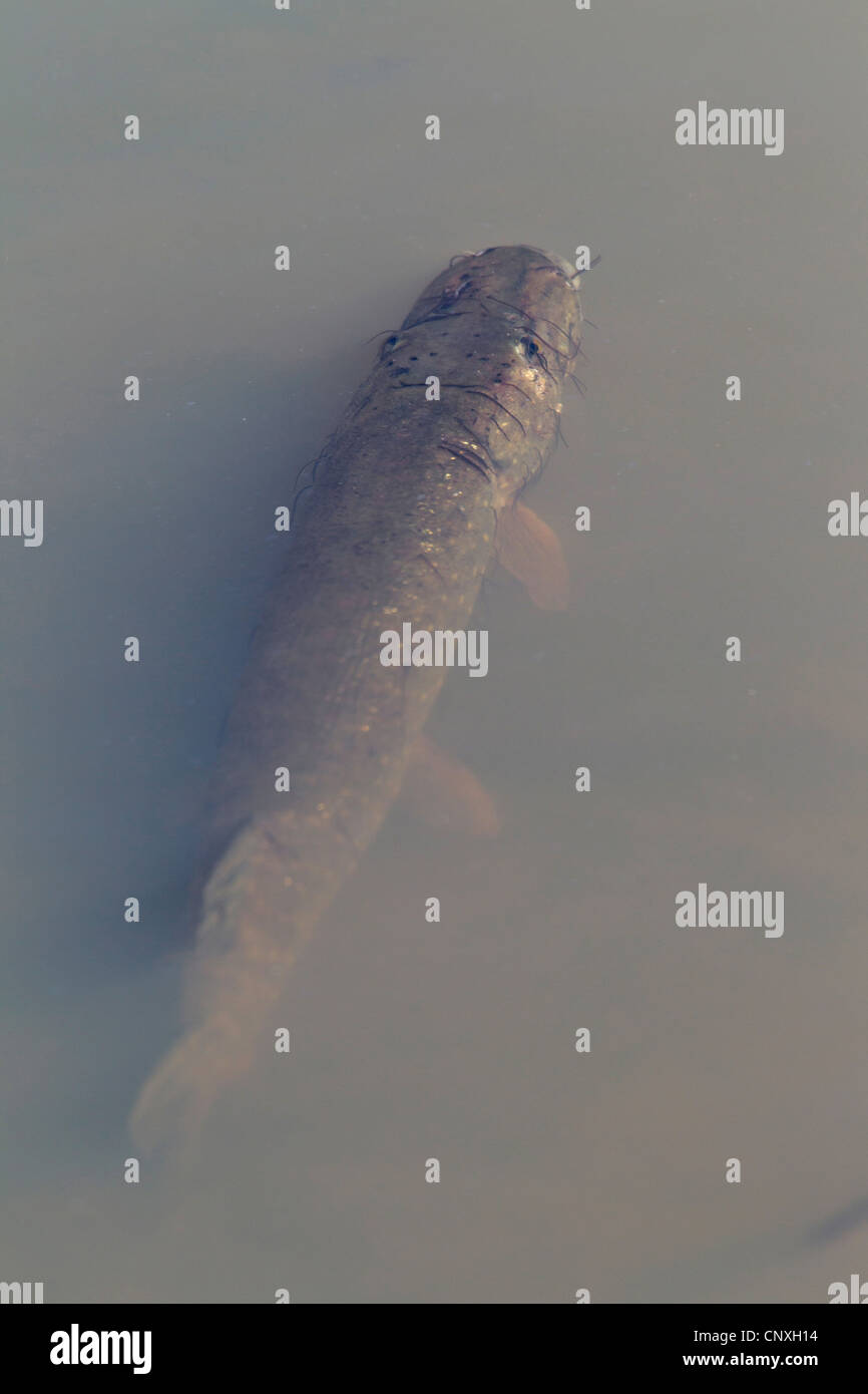 pike, northern pike (Esox lucius), swimming under water surface, Germany, Saxony Stock Photo