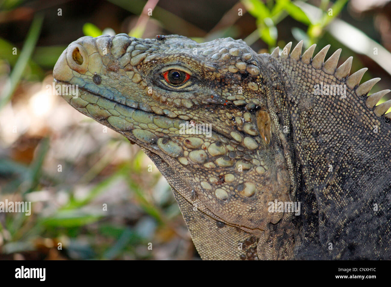 West Indian Rock Iguana Stock Photos & West Indian Rock Iguana Stock ...
