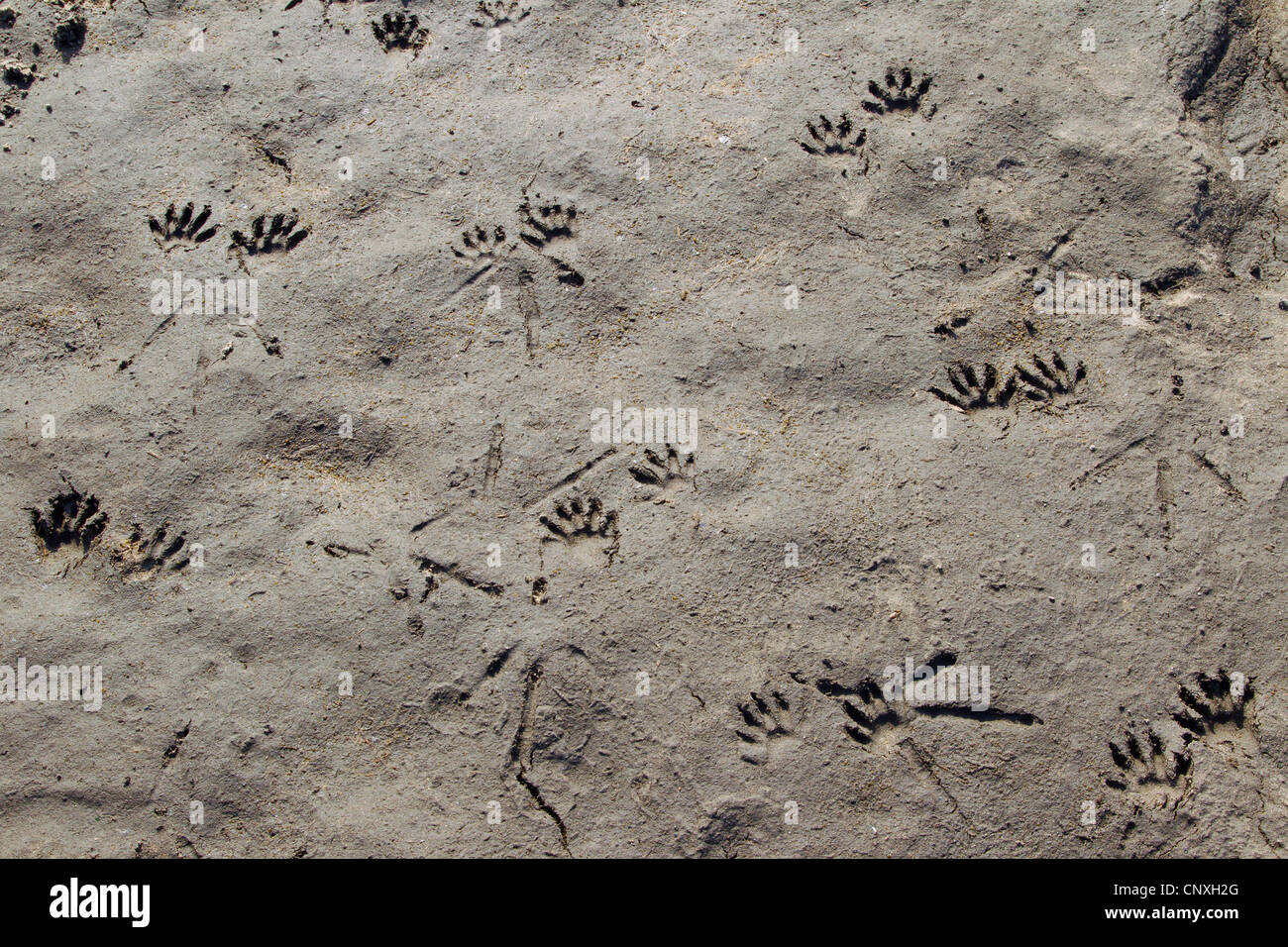 common raccoon (Procyon lotor), footprints, Germany, Saxony, Oberlausitz Stock Photo