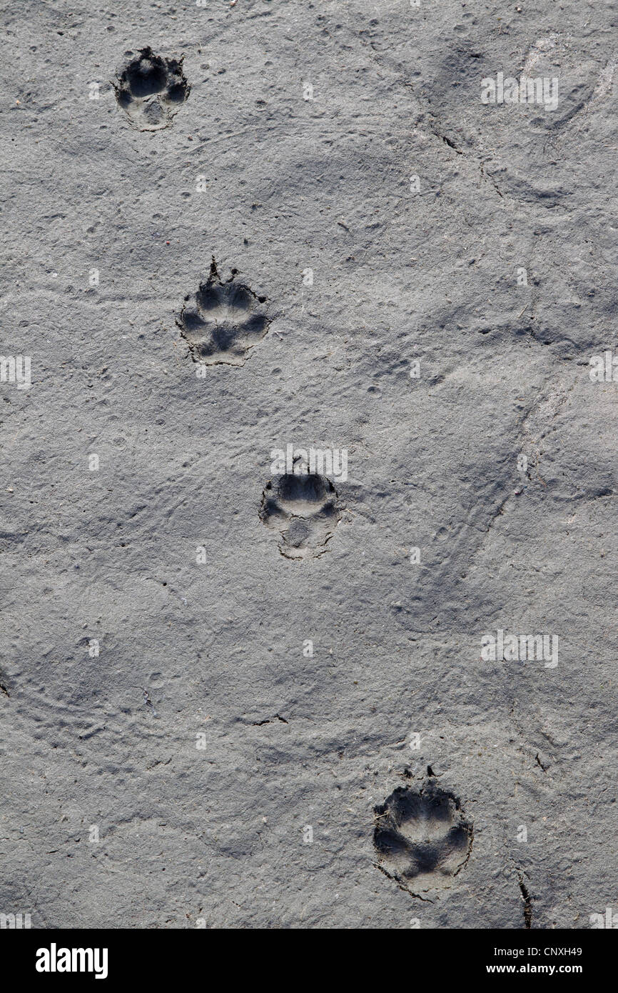 red-fox-vulpes-vulpes-footprints-in-mud-