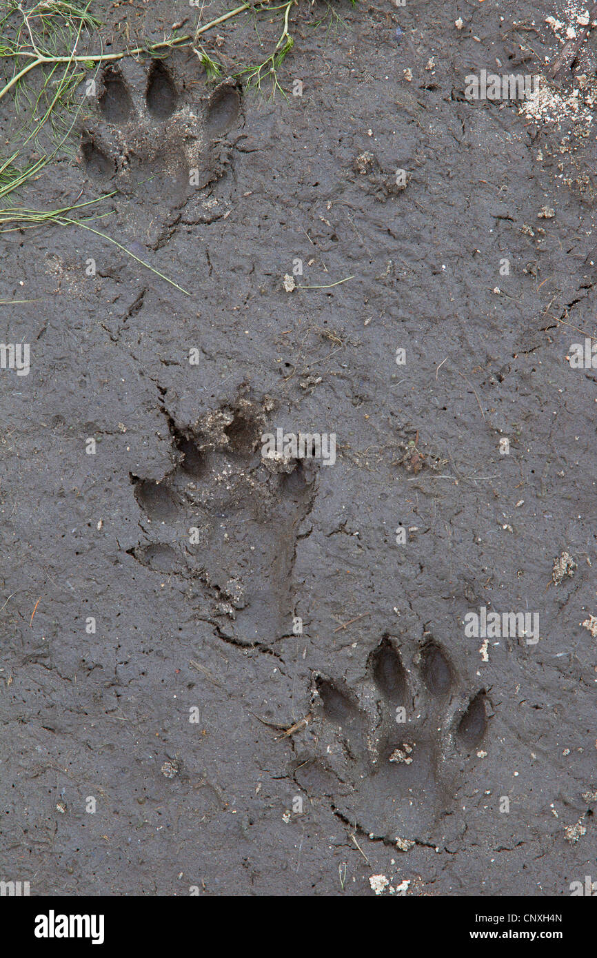 Eurasian otter footprints High Resolution Stock Photography and Images