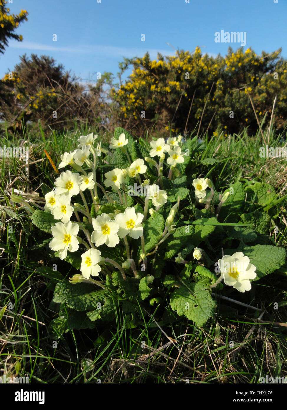 true English primrose (Primula acaulis, Primula vulgaris), blooming in a meadow, United Kingdom, Scotland, Hebrides Stock Photo