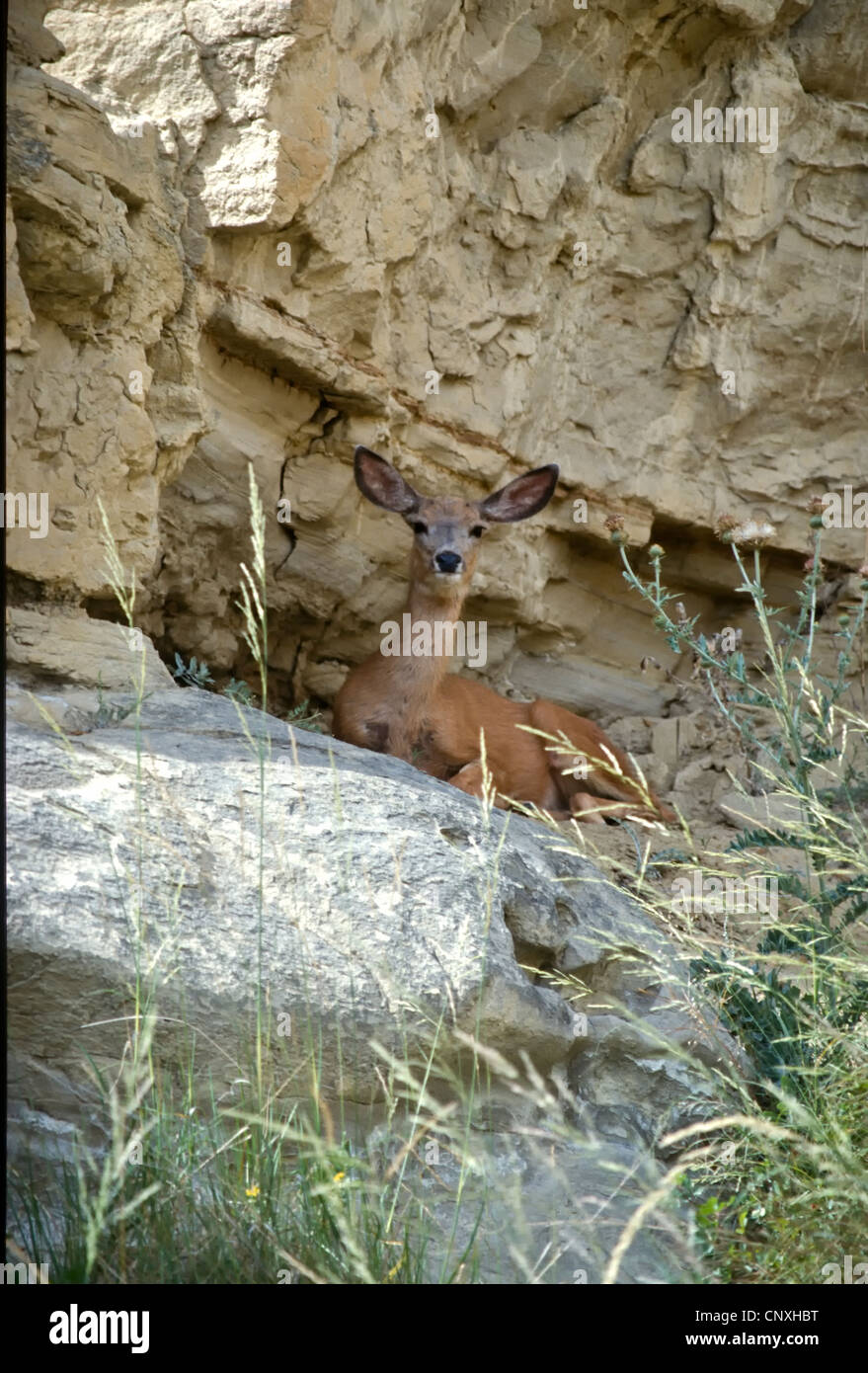 A deer quietly watches as we strolled along the path in Writing on Stone Provincal Park. Stock Photo