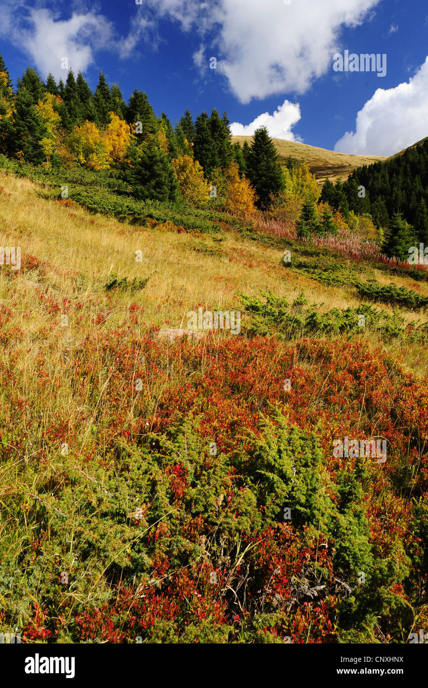 mountain slope with meadow, trees and bushes in autumn colours, Montenegro, Biogradska Gora National Park Stock Photo