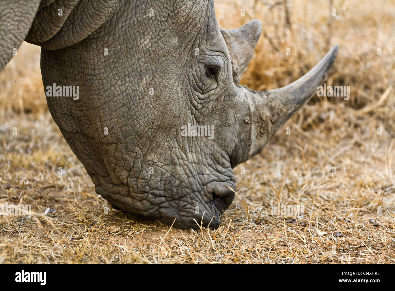 white rhinoceros, square-lipped rhinoceros, grass rhinoceros (Ceratotherium simum), grazing, South Africa, Krueger National Park Stock Photo
