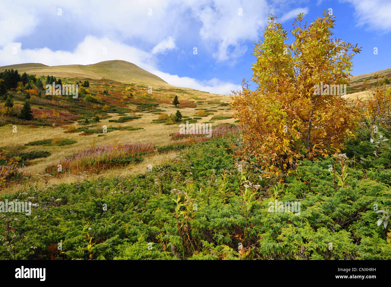 mountain meadow in autumn colours, Montenegro, Biogradska Gora National Park Stock Photo