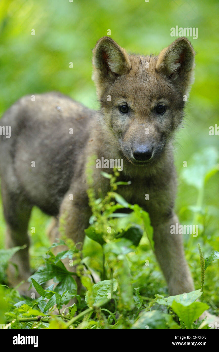 European gray wolf (Canis lupus lupus), wolf cub standing in meadow