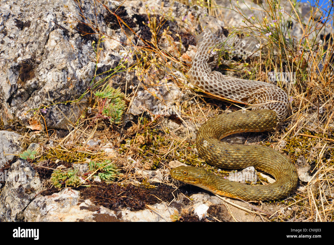dice snake (Natrix tessellata), skinning individual, Montenegro, Lake Skutari Stock Photo