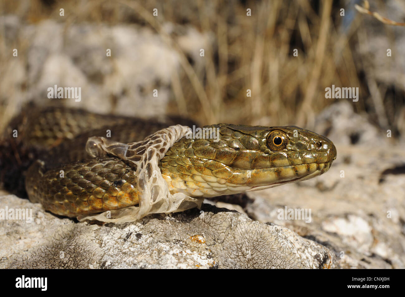 dice snake (Natrix tessellata), skinning individual, Montenegro, Lake Skutari Stock Photo
