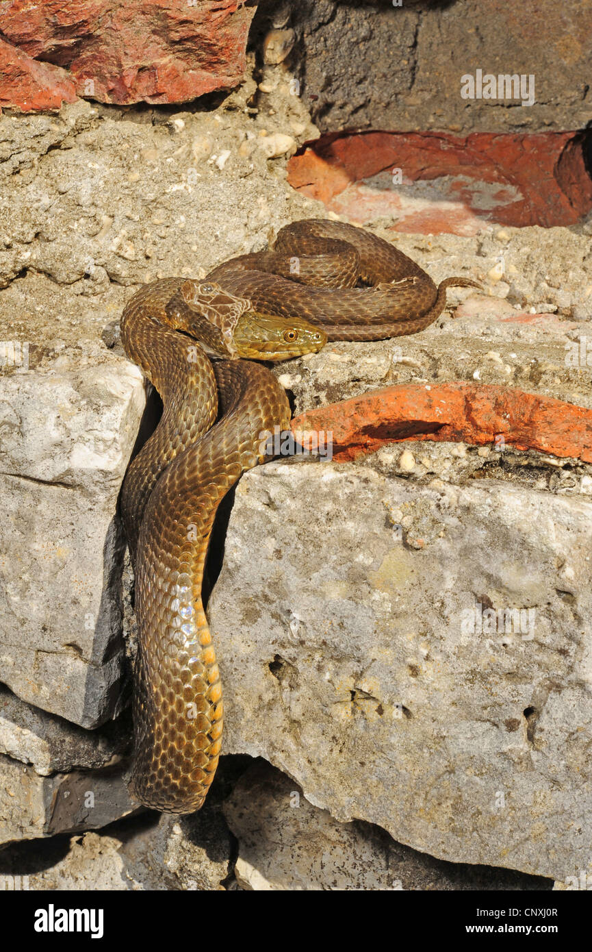 dice snake (Natrix tessellata), skinning on a wall, Montenegro, Lake Skutari Stock Photo