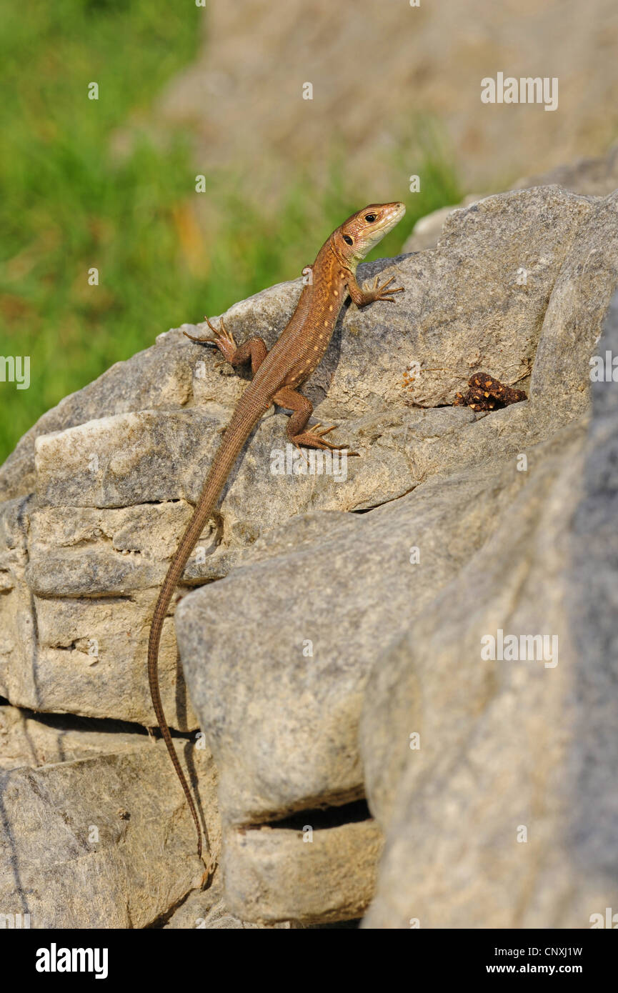 Balkan green lizard, Balkan emerald lizard (Lacerta trilineata), juvenile sitting on a rock, Montenegro, Lake Skutari Stock Photo