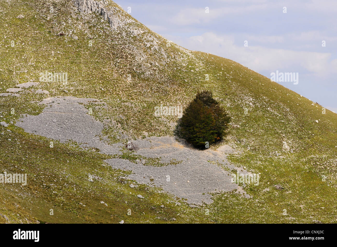 single tree on mountainside, Montenegro, Durmitor National Park Stock Photo