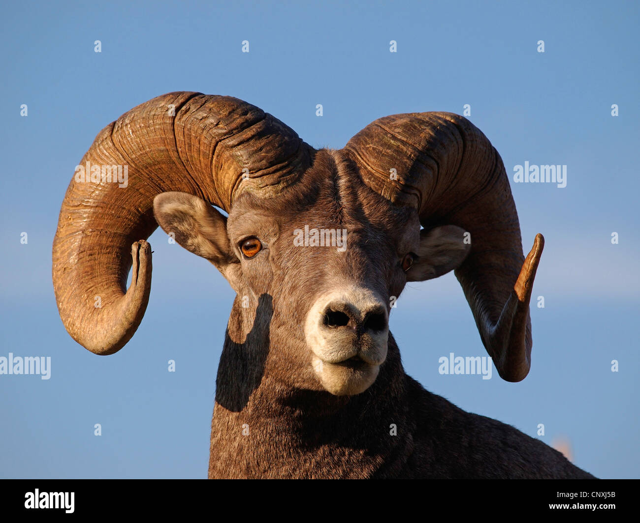 Bighorn mountain sheep front view hi-res stock photography and images ...