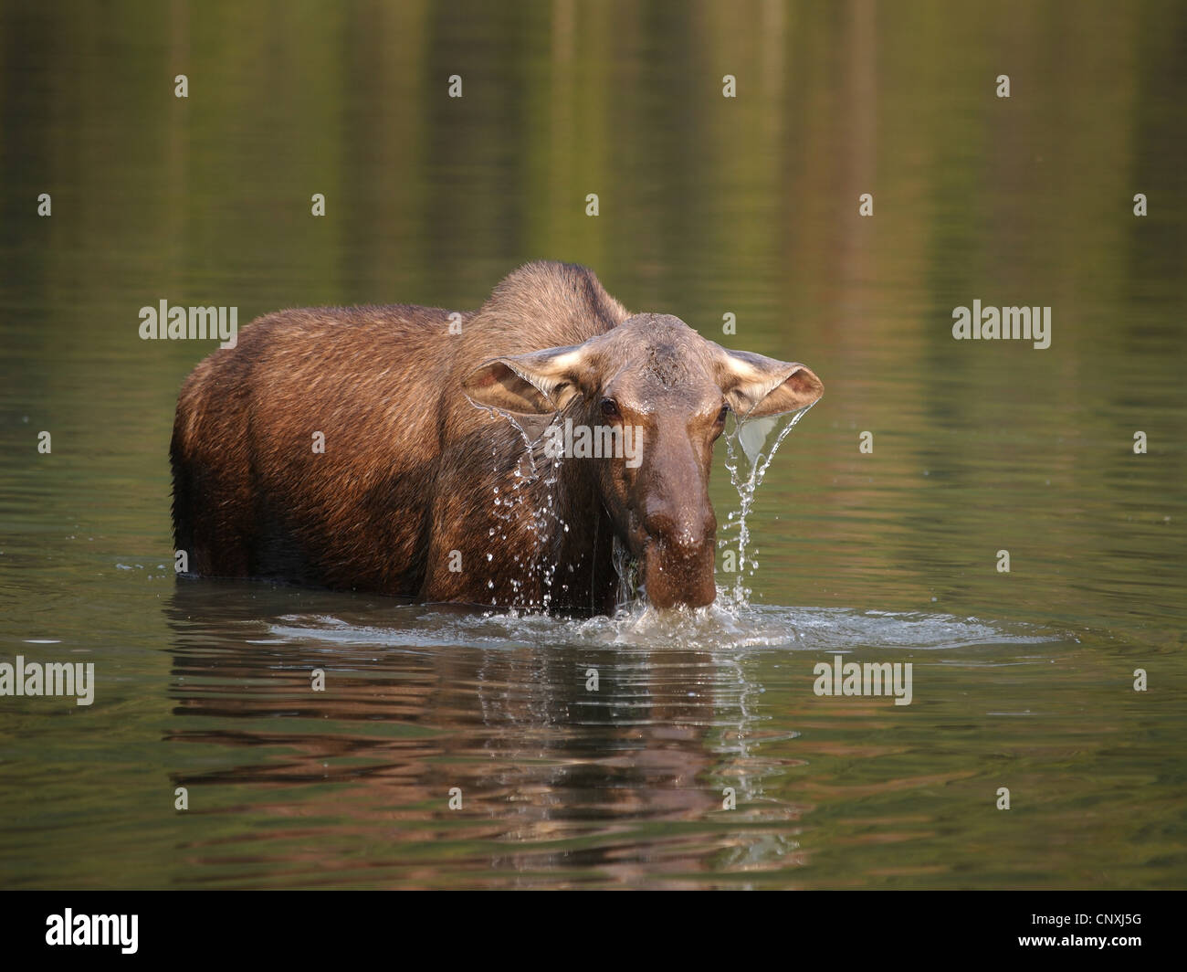 Canadian moose, Northwestern moose, Western moose (Alces alces andersoni, Alces andersoni), female in a lake, Canada, Waterton Lakes National Park Stock Photo