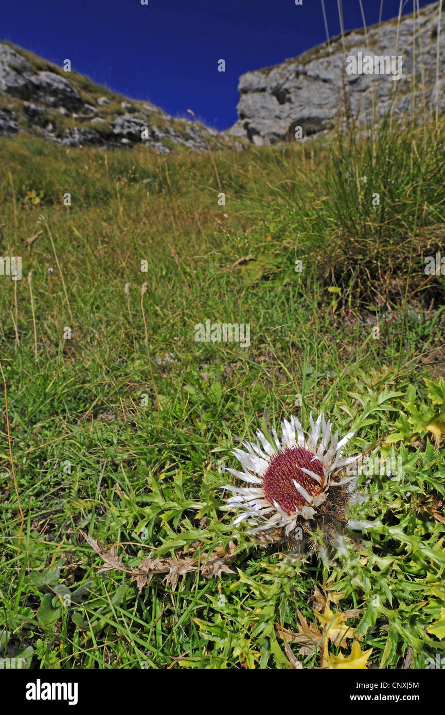 dwarf thistle (Carlina acaulis ssp. aggregata), blooming, Montenegro, Durmitor National Park Stock Photo