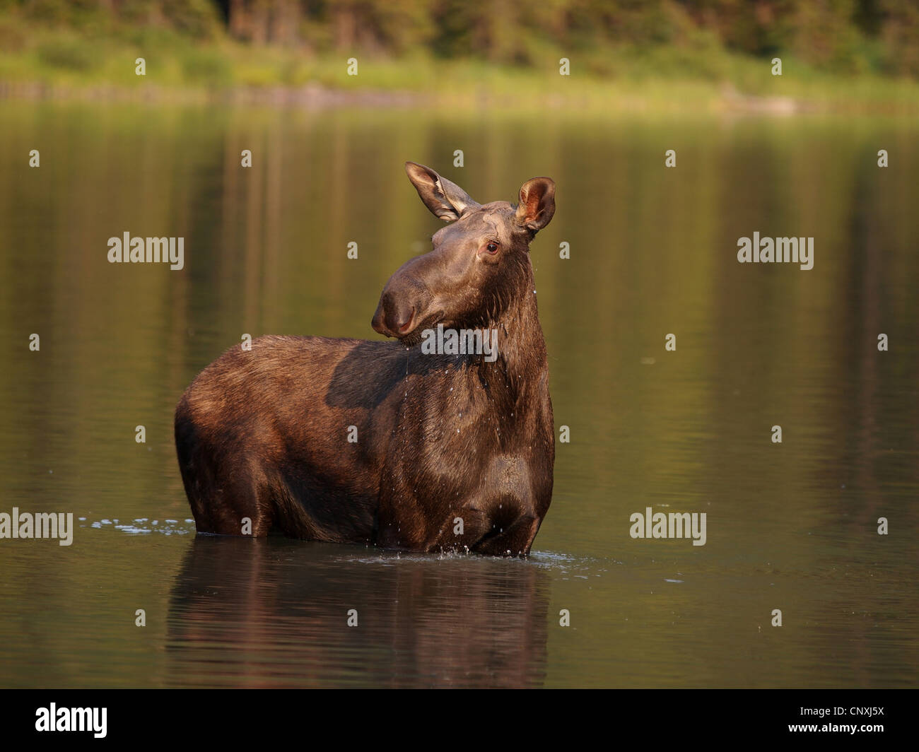 Canadian moose, Northwestern moose, Western moose (Alces alces andersoni, Alces andersoni), female in a lake, Canada, Waterton Lakes National Park Stock Photo