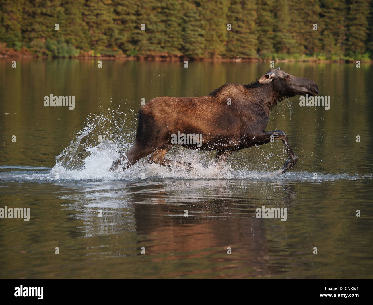 Canadian moose, Northwestern moose, Western moose (Alces alces andersoni, Alces andersoni), female in a lake, Canada, Waterton Lakes National Park Stock Photo