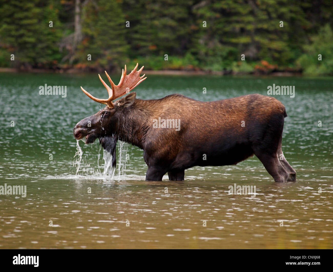 Canadian moose, Northwestern moose, Western moose (Alces alces andersoni, Alces andersoni), male in a lake, Canada, Waterton Lakes National Park Stock Photo