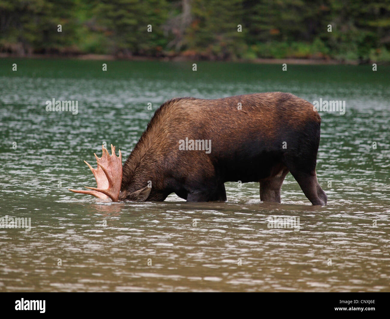 Canadian moose, Northwestern moose, Western moose (Alces alces andersoni, Alces andersoni), male in a lake, Canada, Waterton Lakes National Park Stock Photo