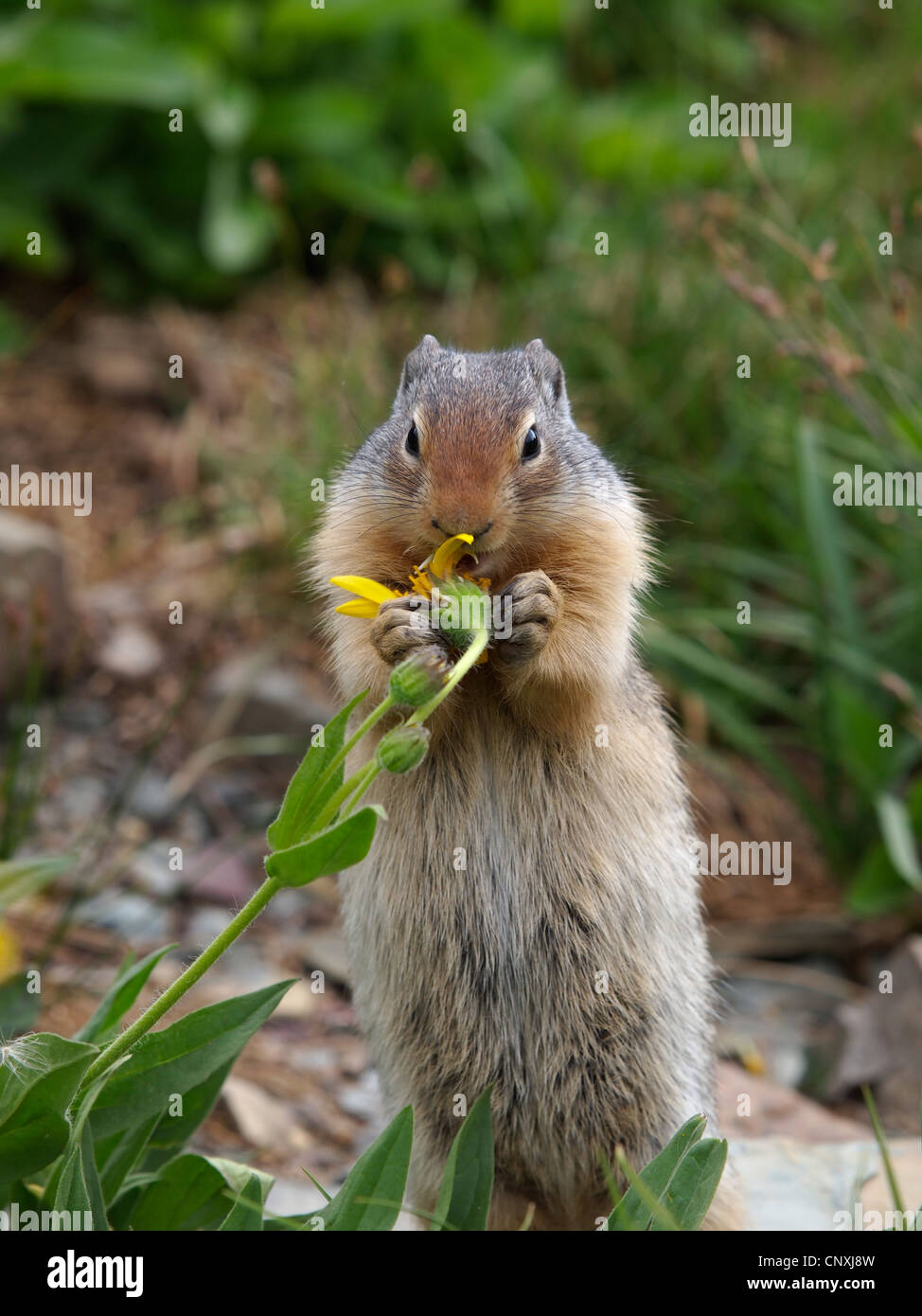 Columbian ground squirrel (Spermophilus columbianus), sitting on the ground feeding on flowers, USA, Montana, Glacier Natioanl Park Stock Photo