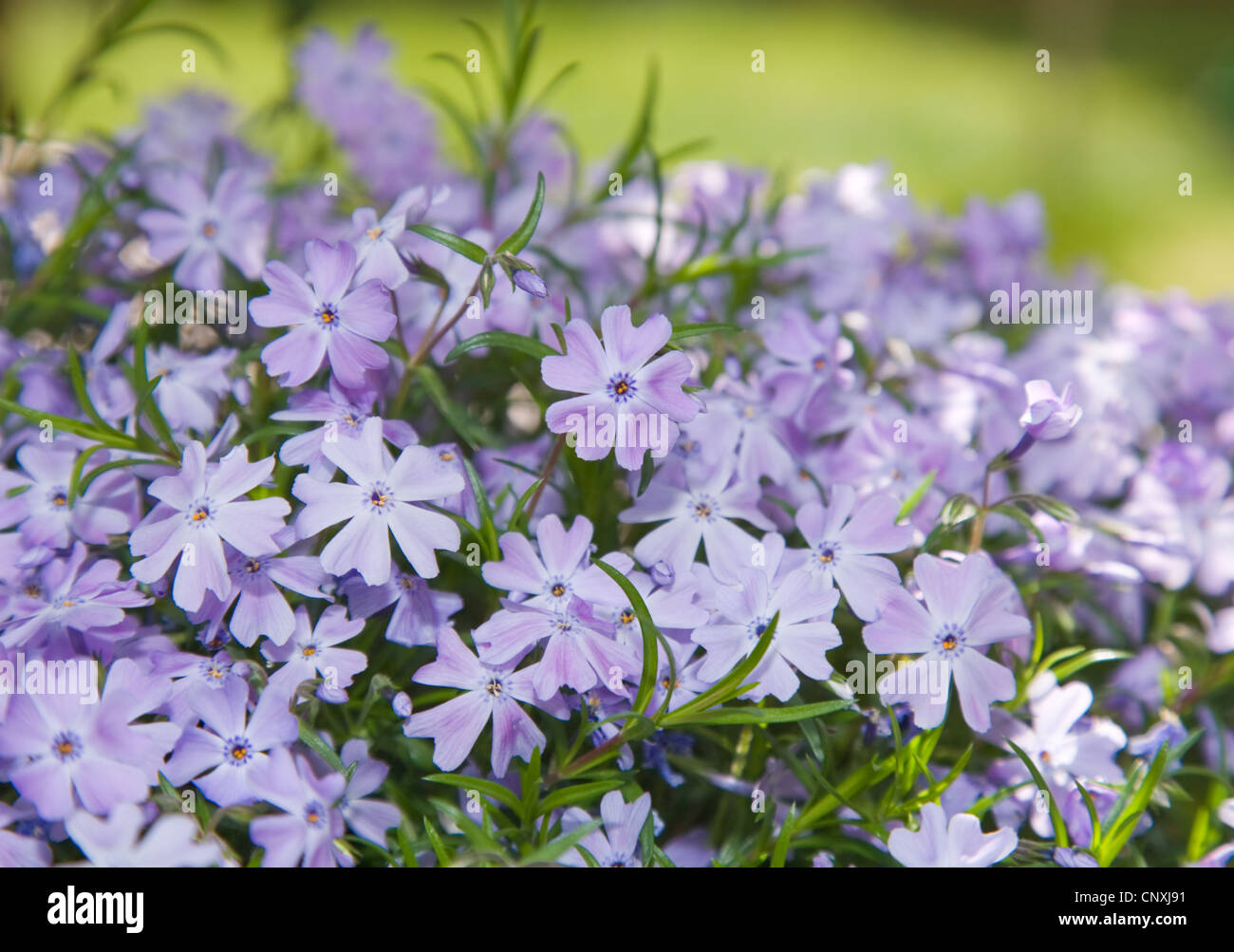 natural background with Phlox subulata (Moss Phlox, Moss Pink, Mountain Phlox) Stock Photo