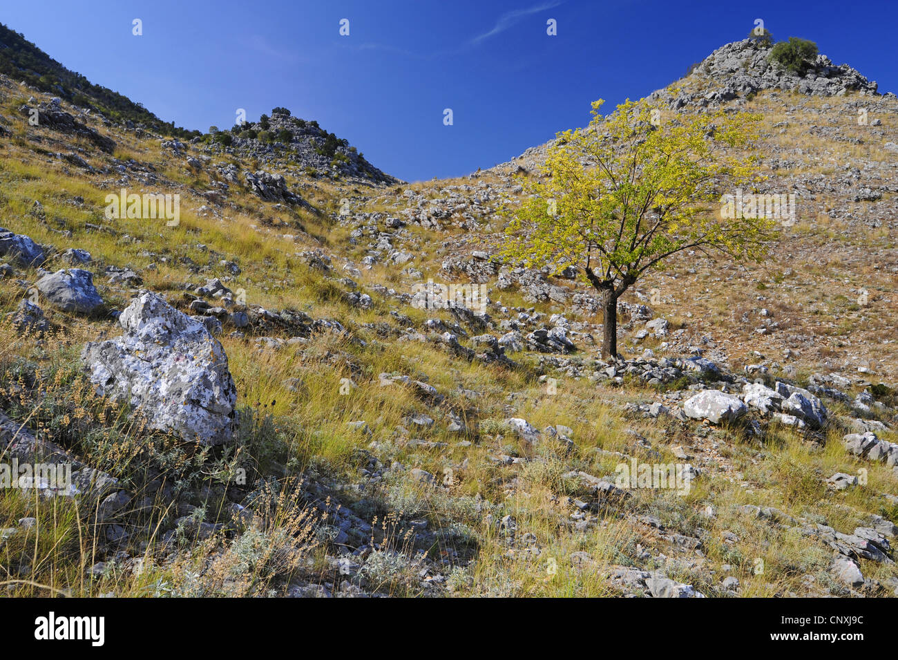 mountain slope with rough meadow, bolders and a single tree in autumn colouration, Montenegro, Lake Skutari Stock Photo