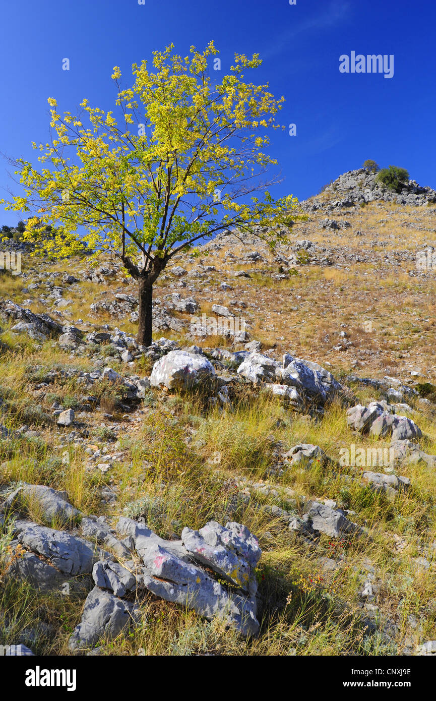 mountain slope with rough meadow, bolders and a single tree in autumn colouration, Montenegro, Lake Skutari Stock Photo