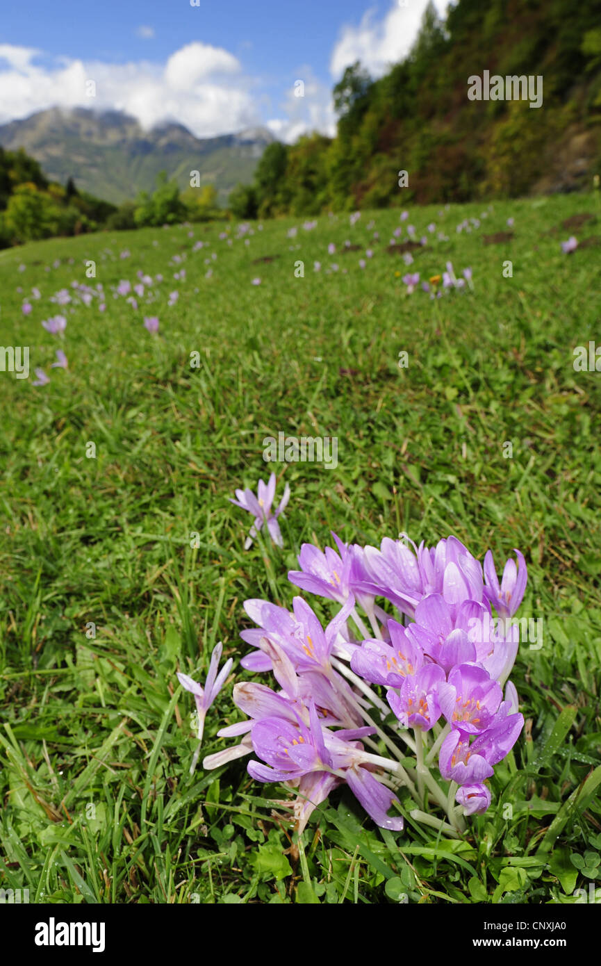meadow saffron (Colchicum spec.), blooming saffrons in a mountain meadow, Montenegro, Prokletije Stock Photo