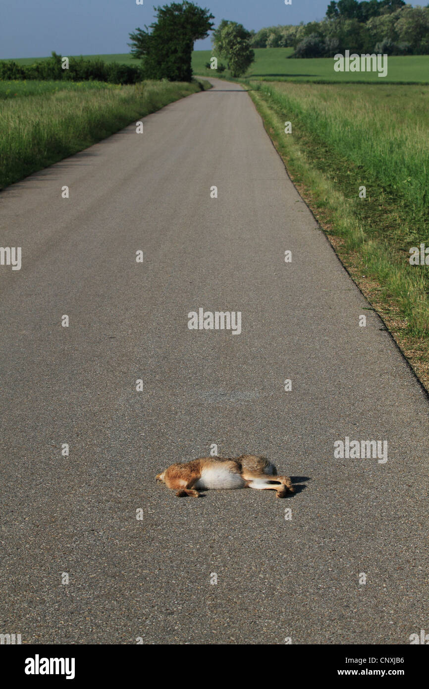 European hare (Lepus europaeus), knocked down hare lying on a street, Austria, Burgenland Stock Photo