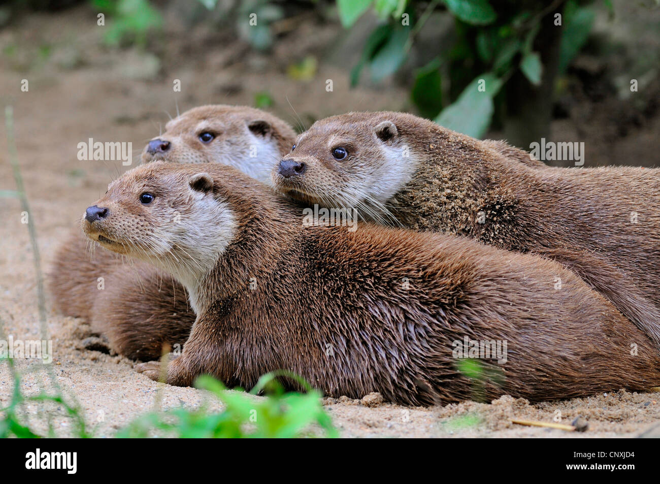 European river otter, European Otter, Eurasian Otter (Lutra lutra), three otters on a waterfront, Germany Stock Photo