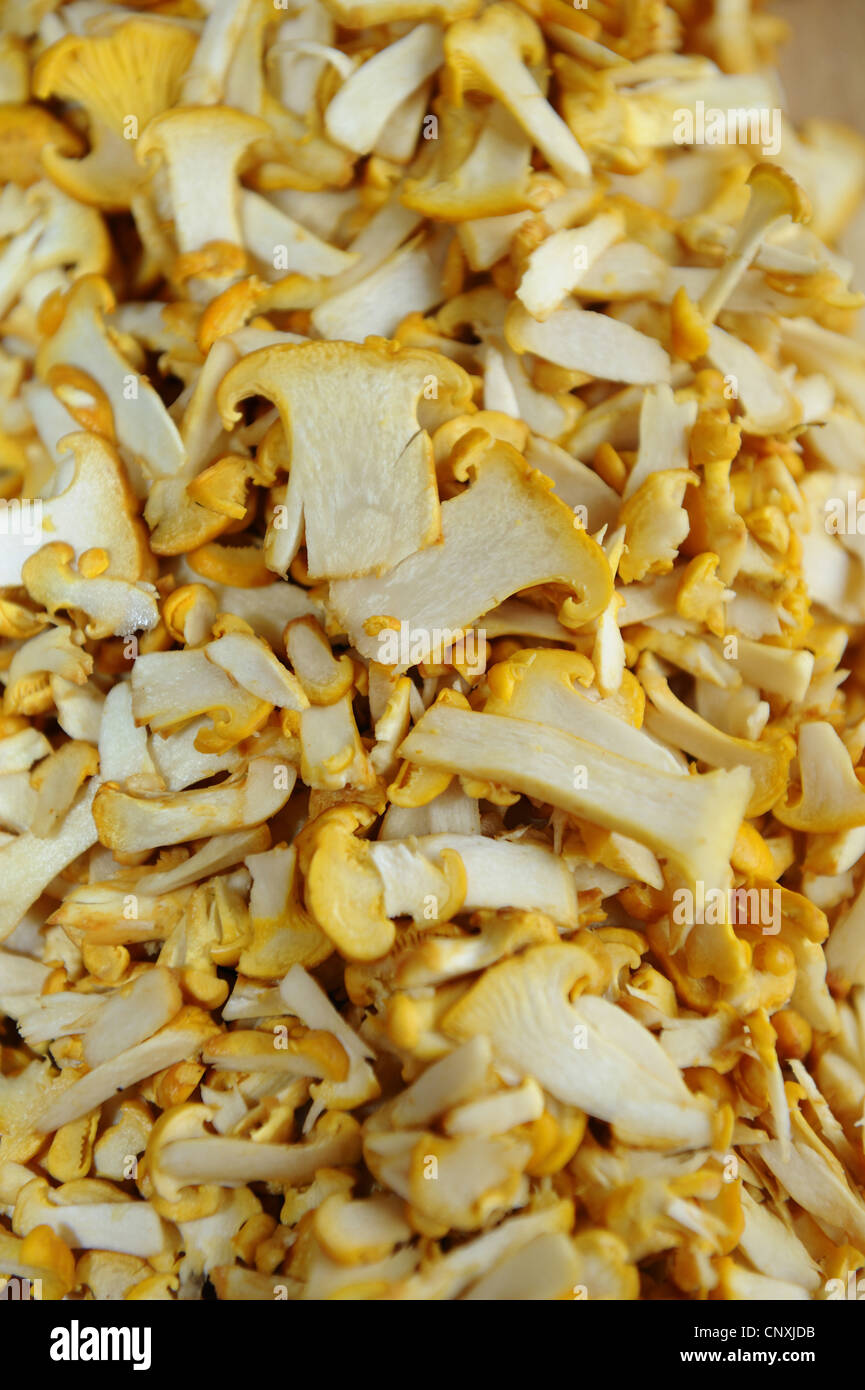 chanterelle (Cantharellus cibarius), cut chanterelles, Germany, Bavaria