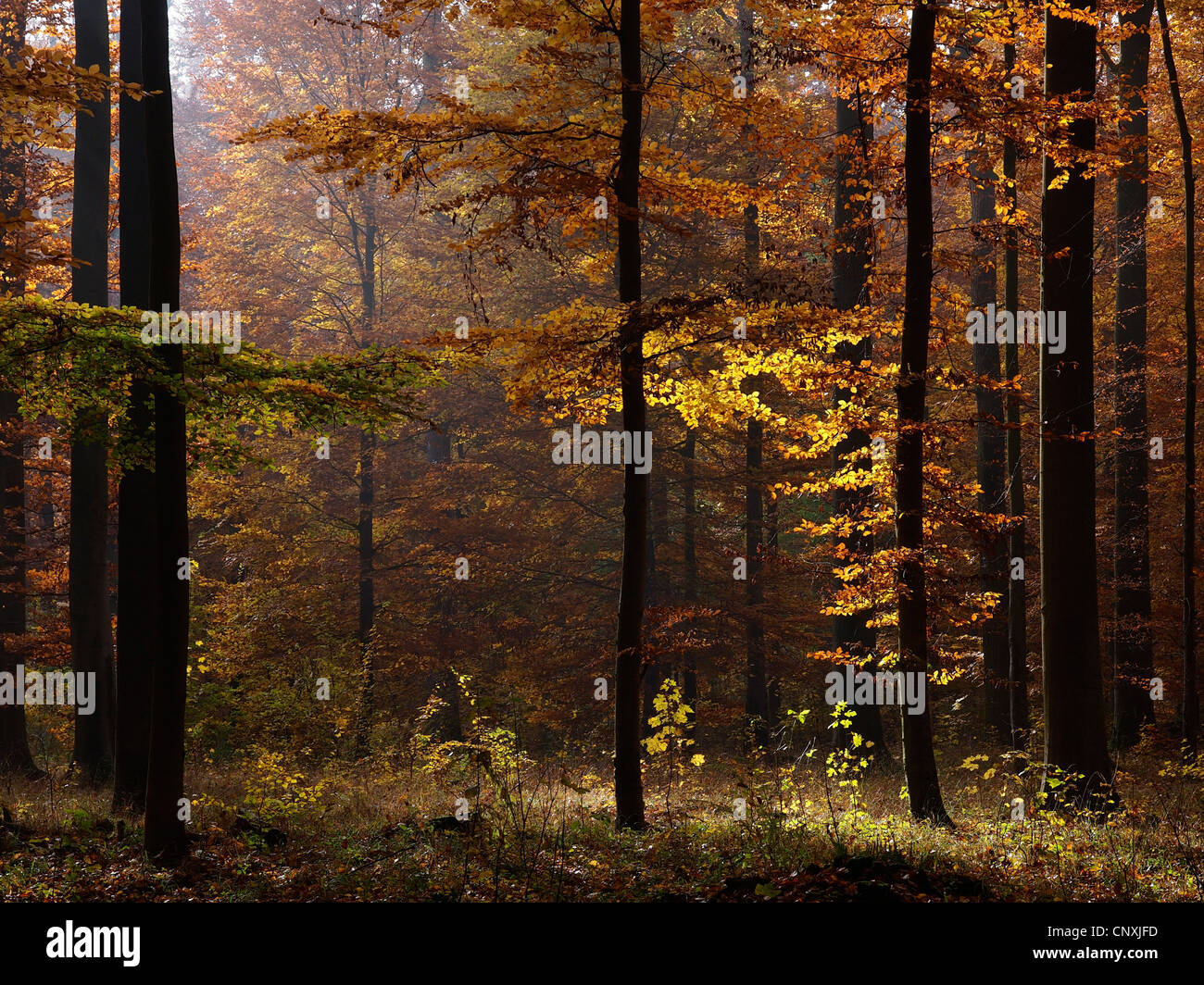 autumn forest, Germany, Baden-Wuerttemberg, Weikersheim Stock Photo