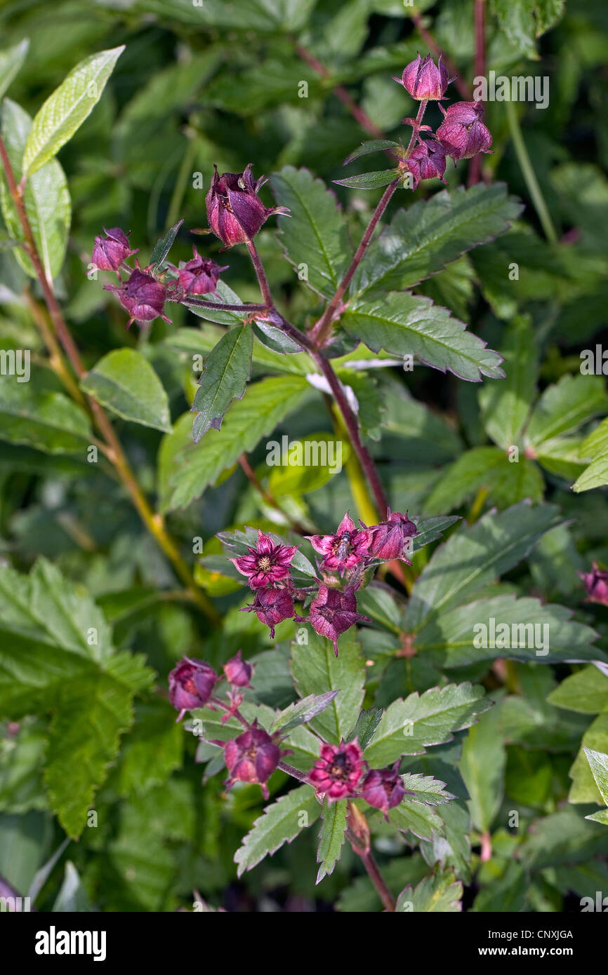 marsh cinquefoil, marsh five-finger, purple cinquefoil (Potentilla palustris, Comarum palustre), blooming, Germany Stock Photo