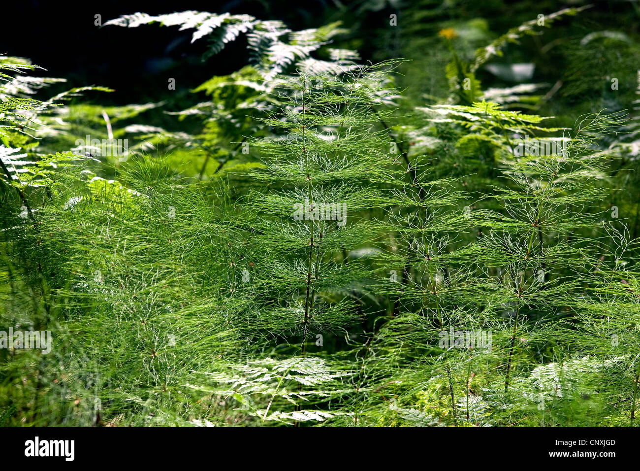 sylvan horsetail, wood horsetail, woodland horsetail (Equisetum sylvaticum), sprouts, Germany Stock Photo