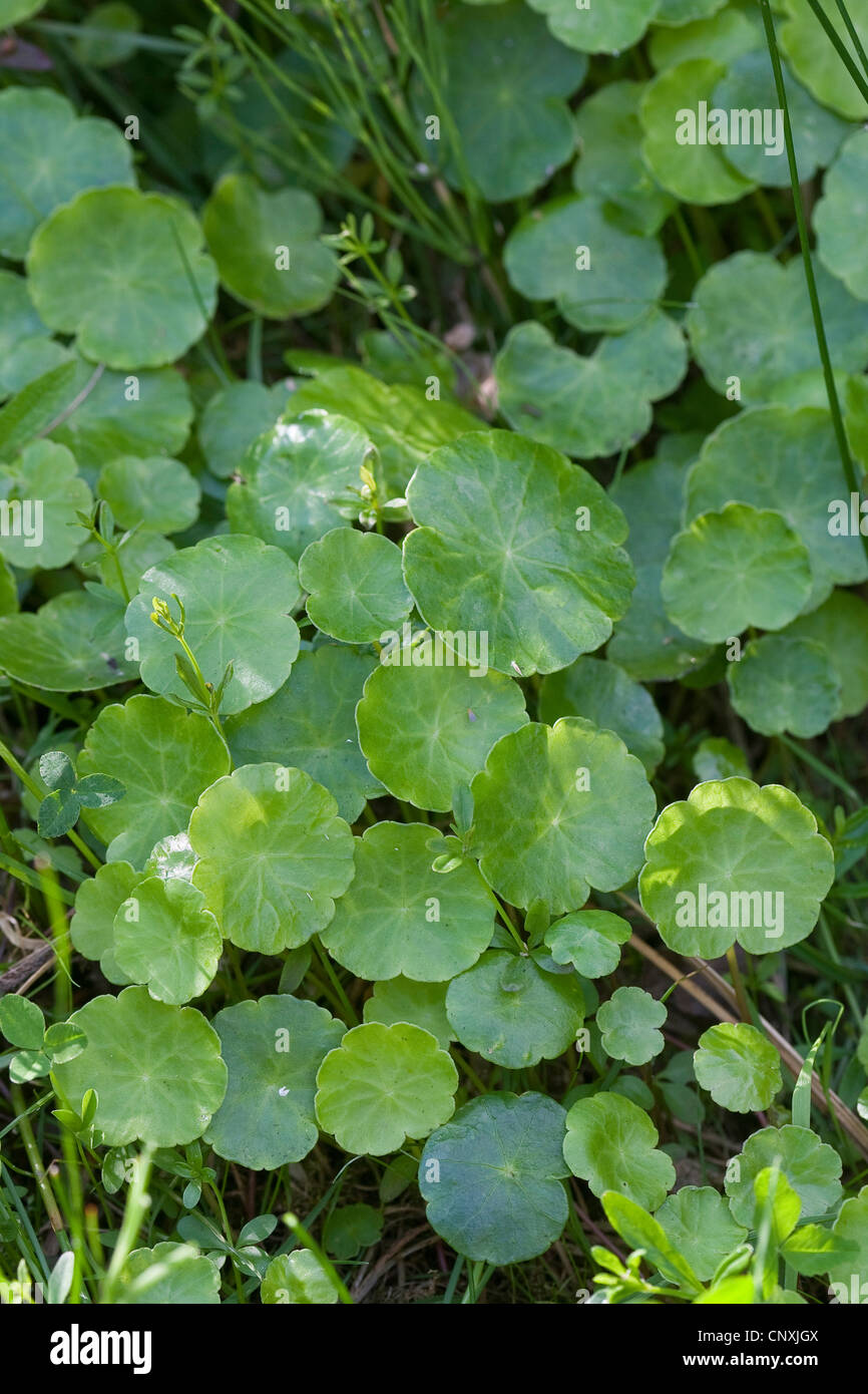 marsh pennywort, common pennywort (Hydrocotyle vulgaris), leaves, Germany Stock Photo