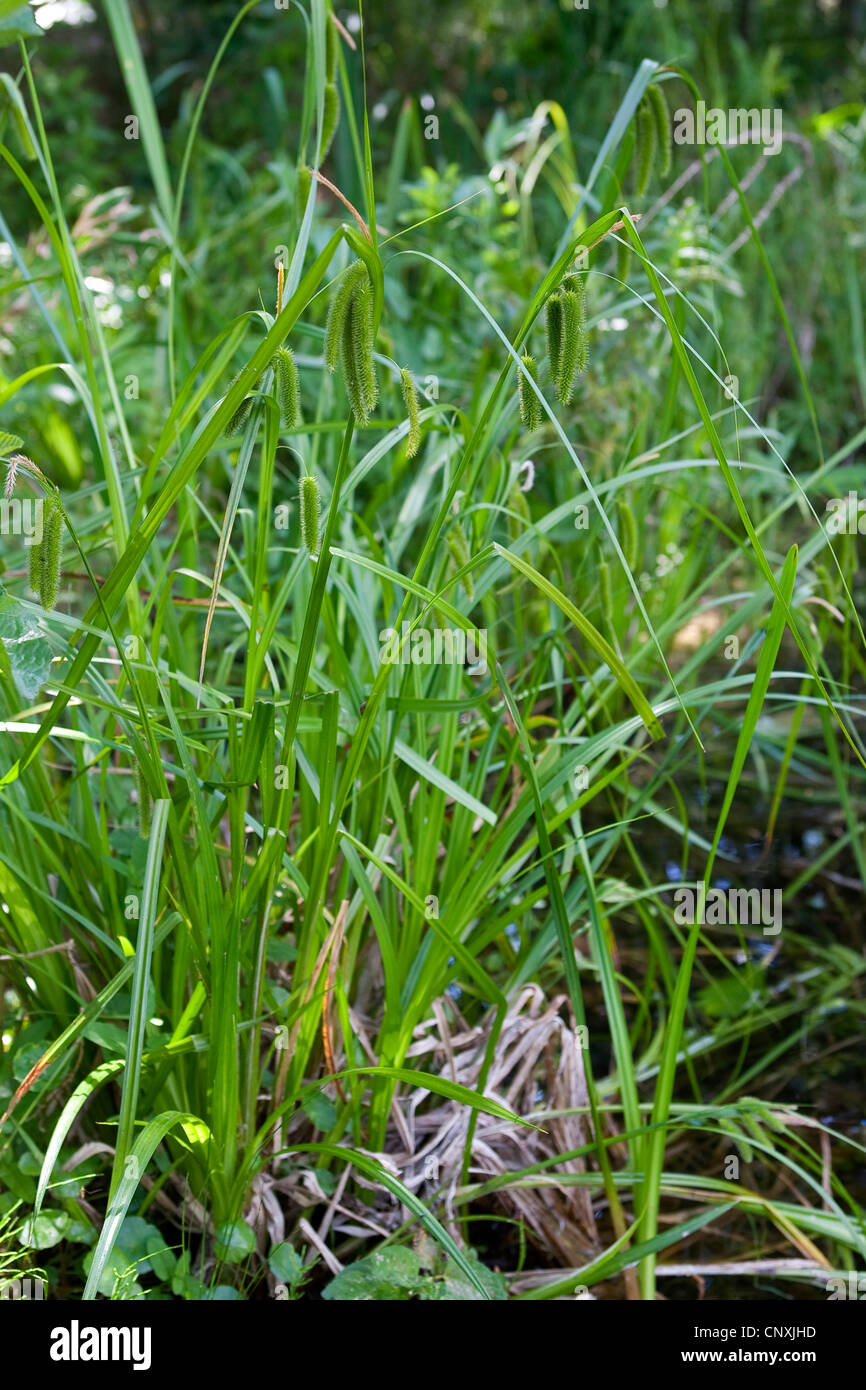 cyperus sedge (Carex pseudocyperus), blooming, Germany Stock Photo