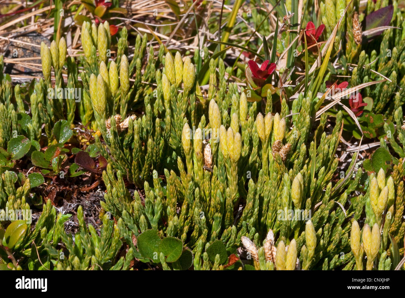 Alpine clubmoss (Diphasiastrum alpinum, Lycopodium alpinum), with sporphylls, Germany Stock Photo
