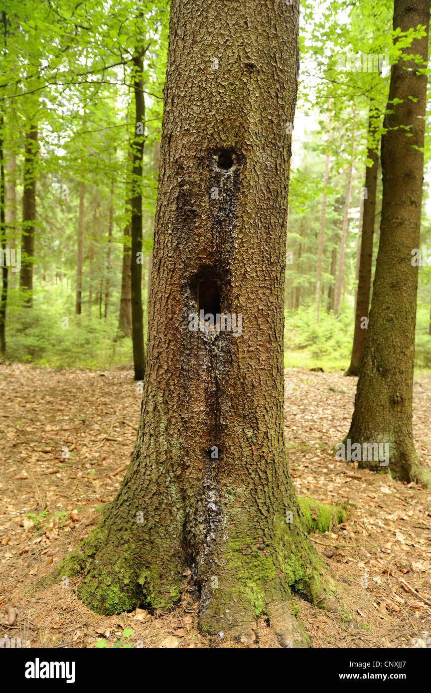 Norway spruce (Picea abies), woodpecker's wholes in a trunk, Germany, Bavaria Stock Photo