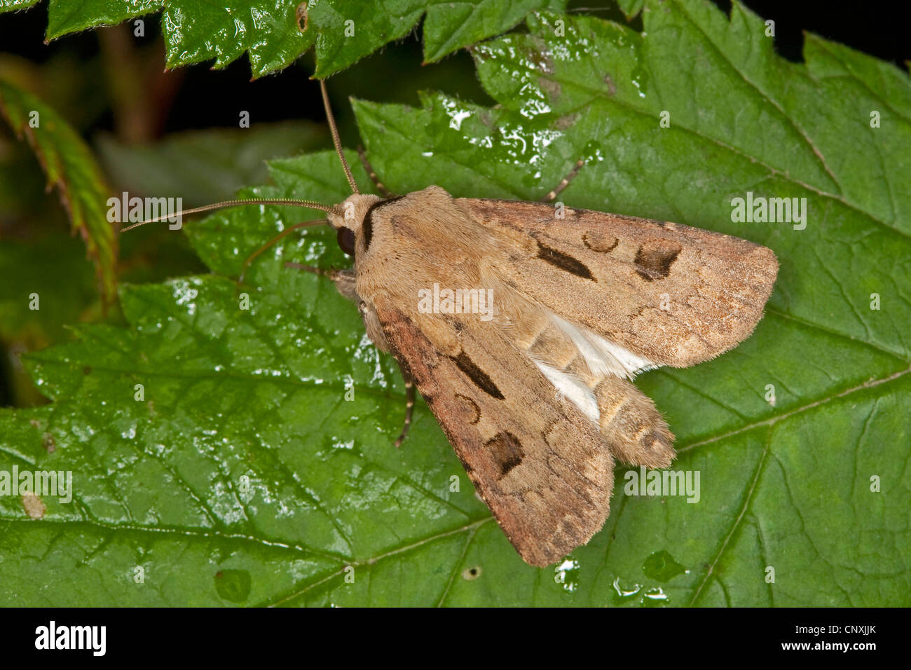 heart and dart moth (Agrotis exclamationis), sitting on a leaf, Germany Stock Photo