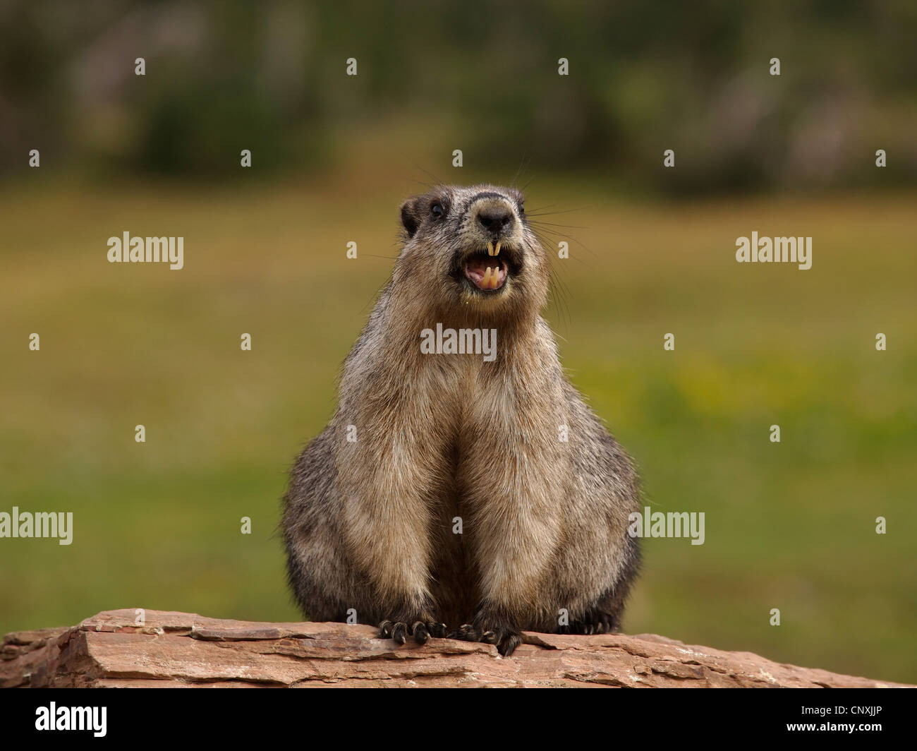 hoary marmot (Marmota caligata), sitting on a rock in the prairie ...