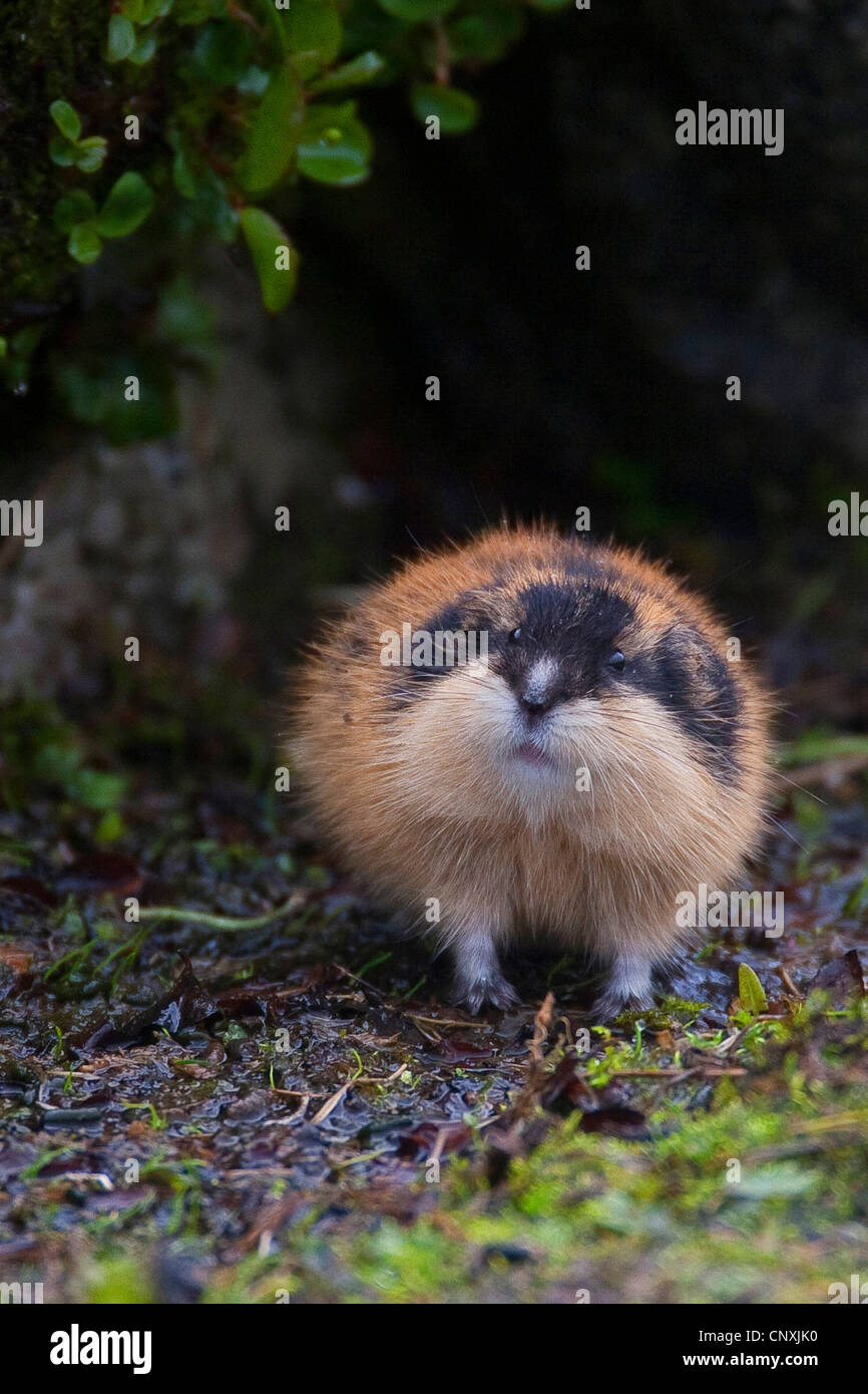 Real lemmings hi-res stock photography and images - Alamy