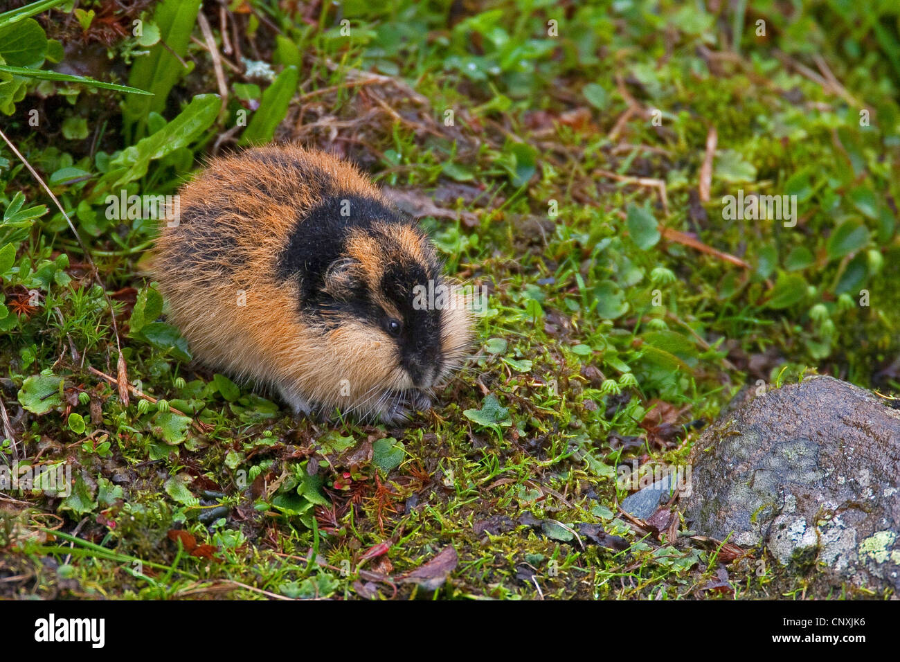 Norway Lemming - Facts, Diet, Habitat & Pictures on