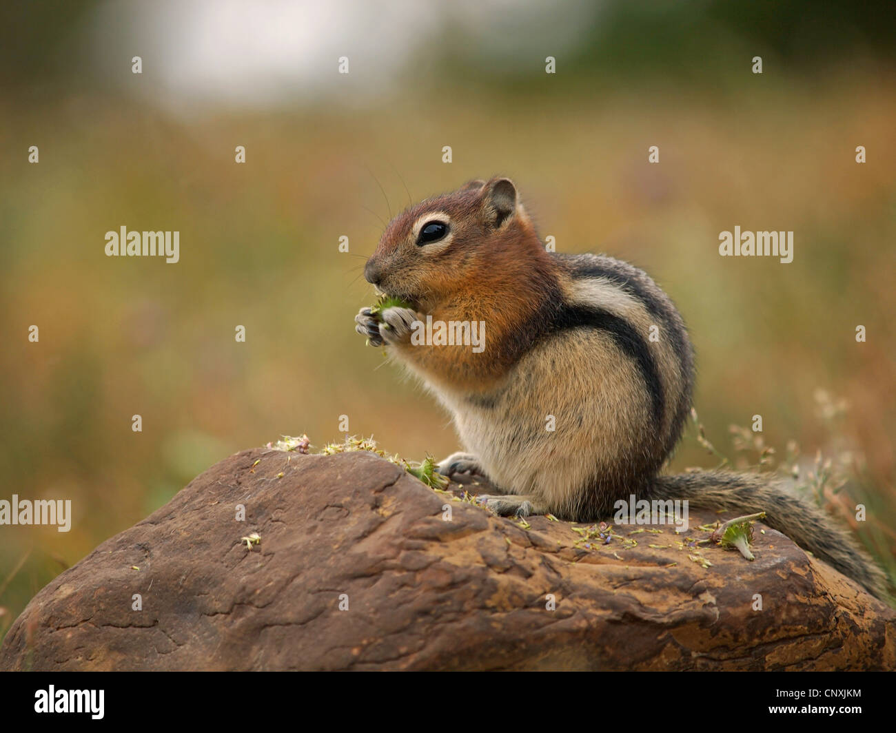 golden-mantled ground squirrel (Spermophilus lateralis, Citellus lateralis, Callospermophilus lateralis), sitting on a stone, feeding, USA, Montana, Glacier Natioanl Park Stock Photo