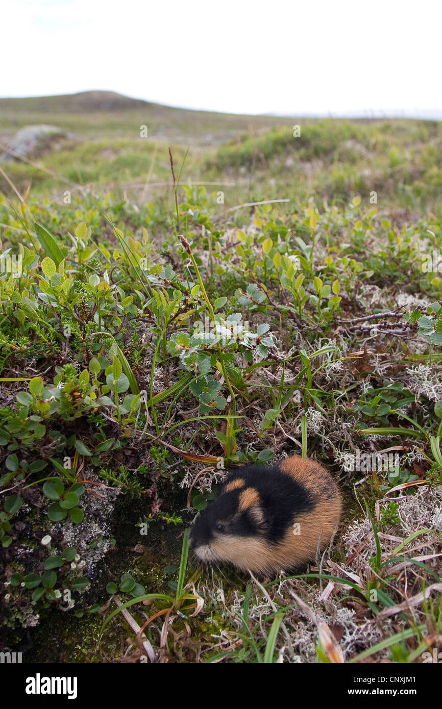 An ode to the lemming: the adorable rodent you do want running