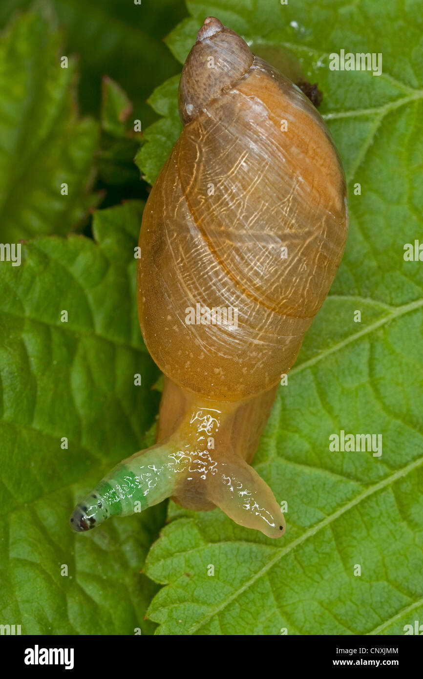 rotten amber snail, large amber snail, European ambersnail (Succinea putris), with parasite Leucochloridium paradoxum in antenna, Germany Stock Photo