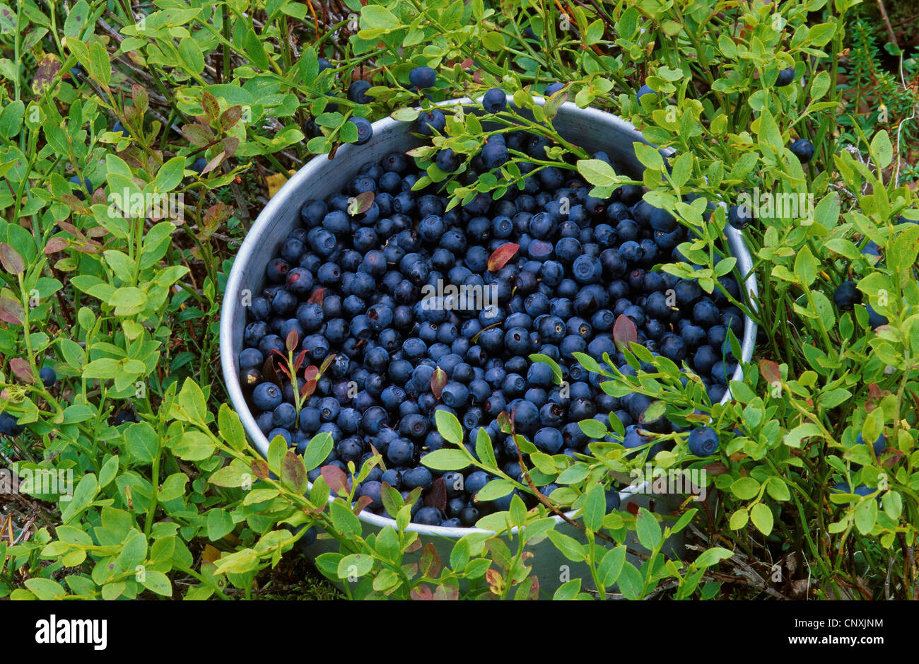 dwarf bilberry, blueberry, huckleberry, low billberry (Vaccinium