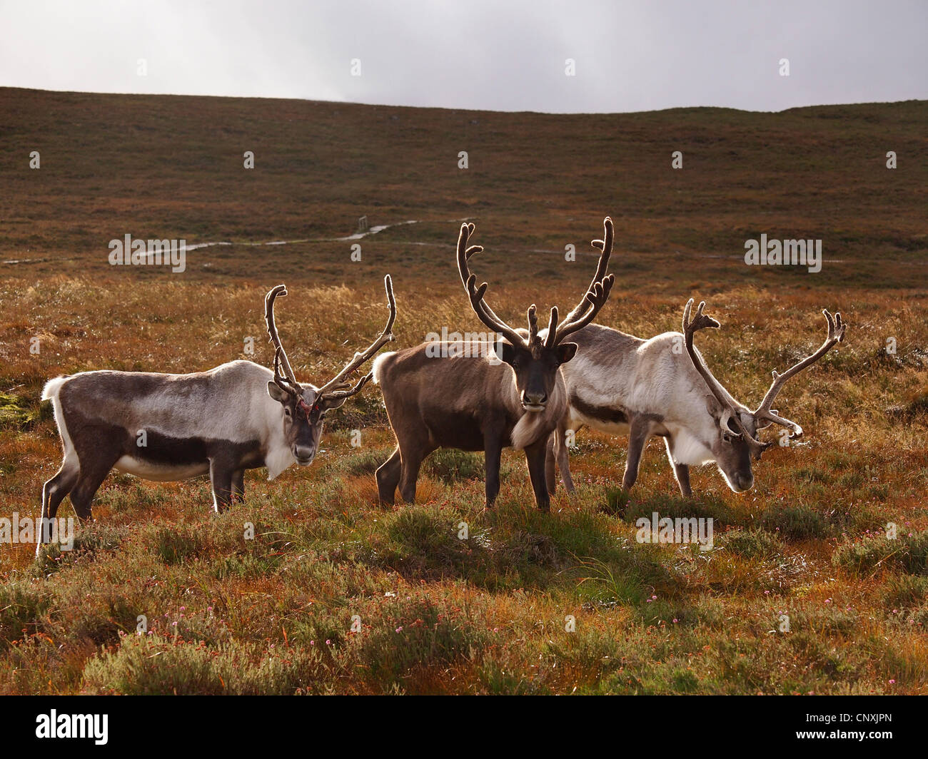 European reindeer, European caribou (Rangifer tarandus tarandus), males grazing in a heath, United Kingdom, Scotland, Cairngorms National Park Stock Photo