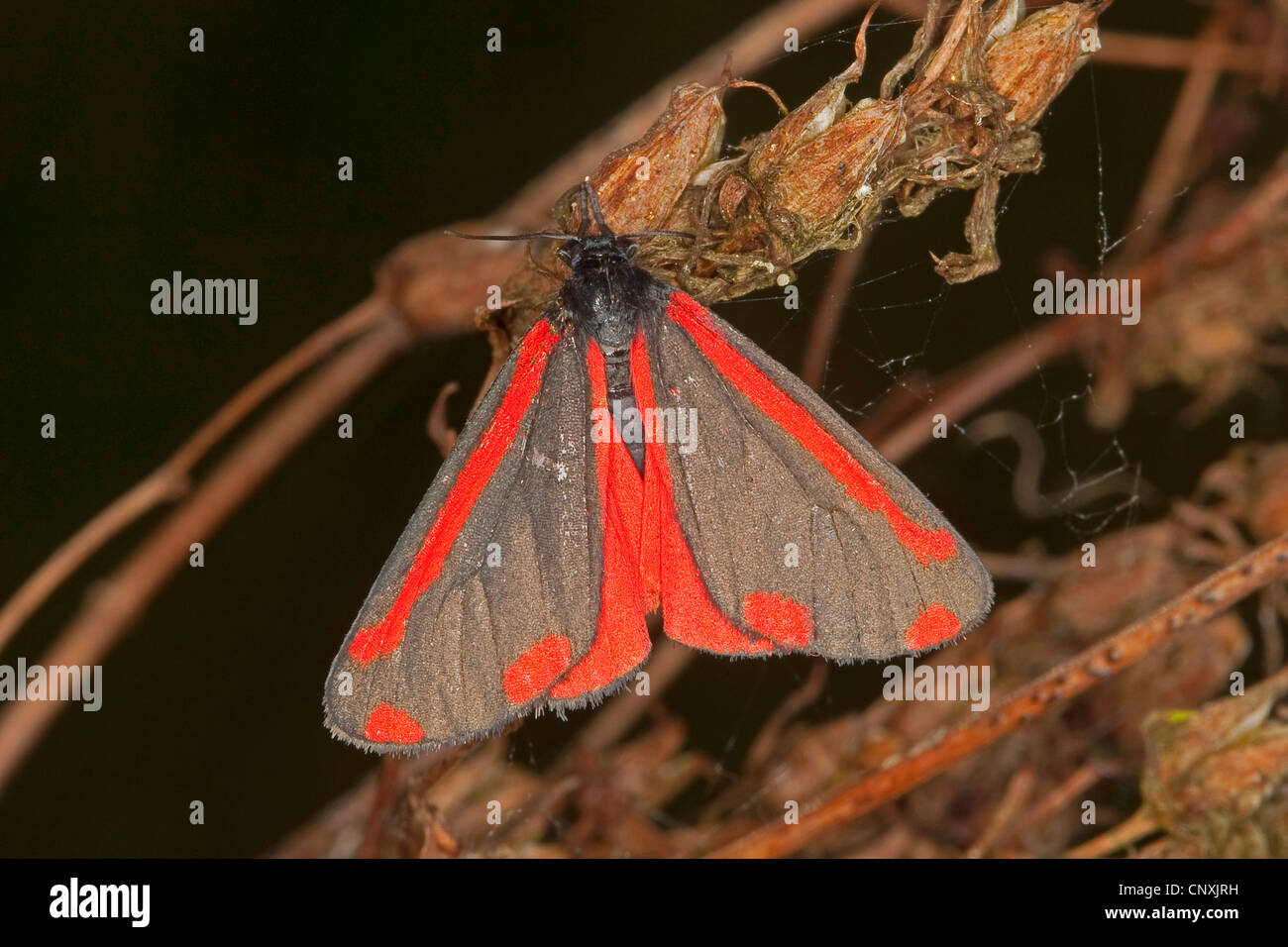 cinnabar moth (Tyria jacobaeae), sitting at sprouts, Germany Stock