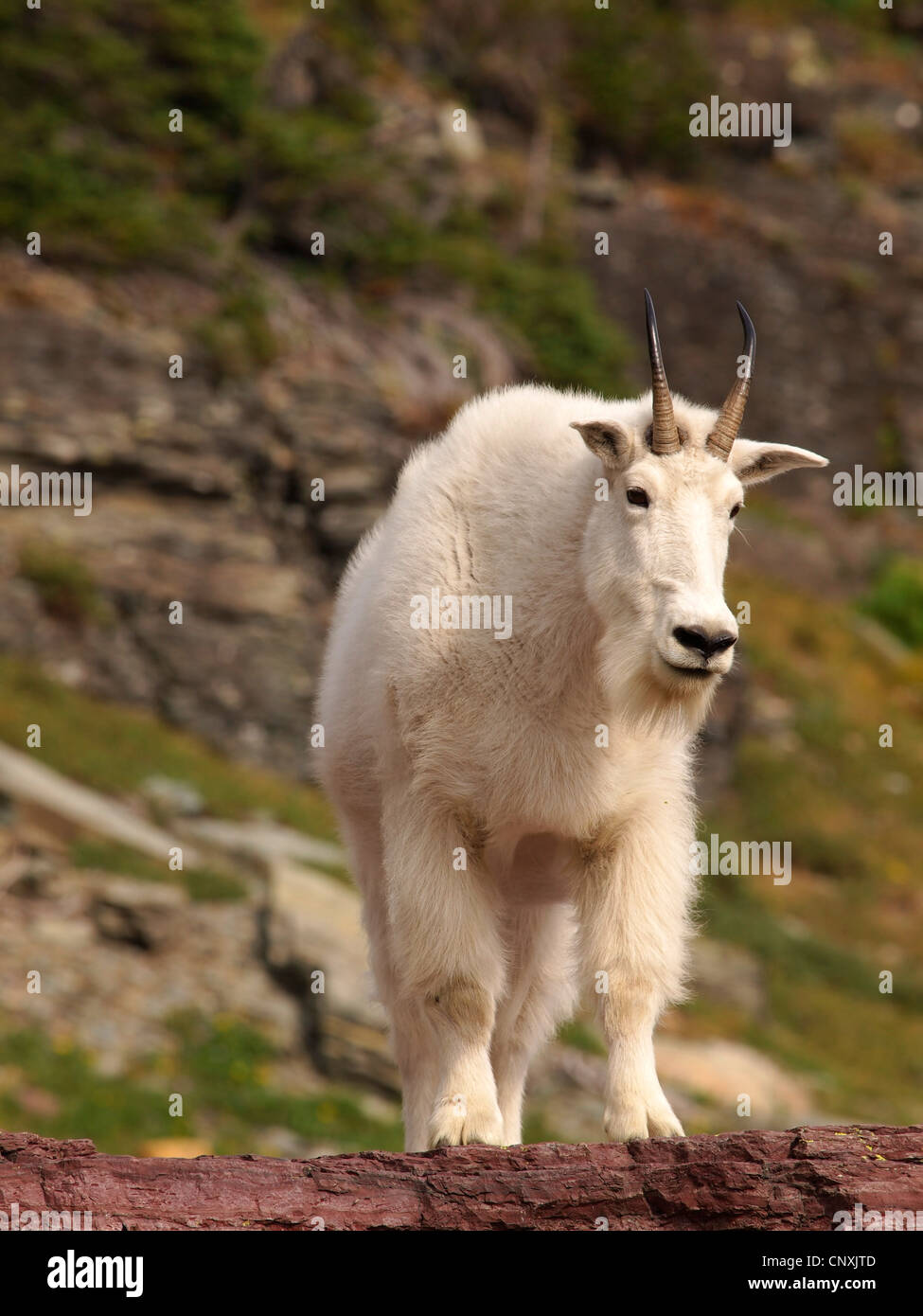 Mountain goat (Oreamnos americanus), standing on a rock, USA, Montana, Glacier Natioanl Park Stock Photo