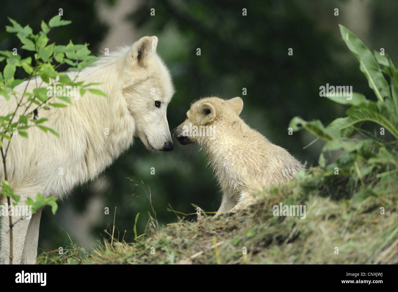 arctic wolf, tundra wolf (Canis lupus albus, Canis lupus arctos), wolf cub and she-wolf Stock Photo